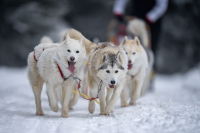 Sibiřský husky se narodil pro mushing!