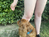 Psí triky a jak na ně – 12. díl