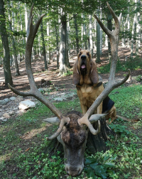 Bloodhound se pro loveckou kynologii vyloženě hodí!