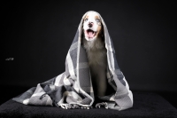 Separační úzkost u psa: jak ji poznat a co (ne)dělat! I. díl