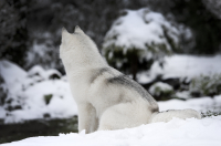 Sibiřský husky prostě nemůže neokouzlit!