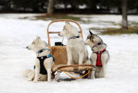 Sibiřský husky prostě nemůže neokouzlit!