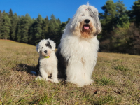 Bobtail není jen Maxipes Fík!