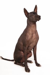 Xoloitzcuintle, neboli mexický naháč