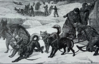 Historie plemene aljašský malamut: silné srdce severu