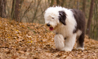 Šarmantní bobtail má poutavou historii