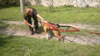Bull sporty s Lucy – úvod