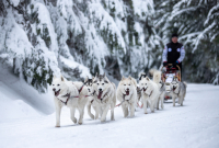 Sibiřský husky se narodil pro mushing!