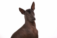 Xoloitzcuintle, neboli mexický naháč