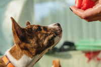 Abeceda zdravých potravin – vitamíny rozpustné v tucích a ve vodě – 7. díl