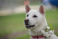 Japonec nakonec? To rozhodně u KISHU neplatí!