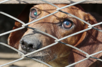 Adopce psa – důvěřuj, ale prověřuj!