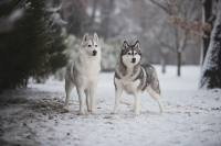 Sibiřský husky prostě nemůže neokouzlit!