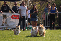 Doběhněte si na čtvrtý ročník Corgi race cupu – již za měsíc!