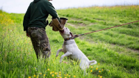 Americký stafordšírský teriér - od štěněte ke psu – 1. díl