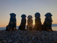Dog & sunrise – corona challenge 2020