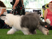 Bobtail je nádherný nejen svou povahou, ale i svým zjevem!