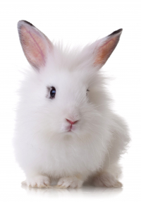 Když má láska dlouhé uši aneb jak pečovat o králíčka?