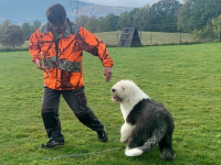 Bobtail s vámi dokáže skoro cokoliv!