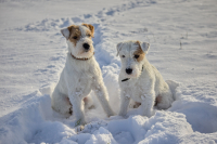Parson a Jack Russell teriér – dvě plemena, jeden základ 