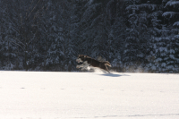 Sibiřský husky prostě nemůže neokouzlit!