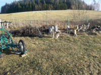 Zákaz držení psů na úvaze na Slovensku – pohled z druhé strany