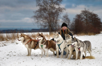 Sibiřský husky prostě nemůže neokouzlit!