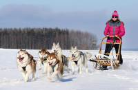 Sibiřský husky prostě nemůže neokouzlit!