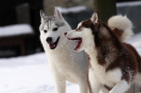 Sibiřský husky prostě nemůže neokouzlit!