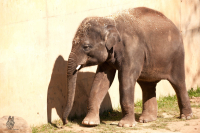 Co se skrývá pod pokličkou zákona o zoologických zahradách?