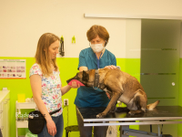 Jak perfektně zvládnout návštěvu veteriny?