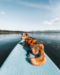 Fitness na vodě aneb Paddle boarding pro každého! 