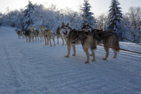 Sibiřský husky se narodil pro mushing!