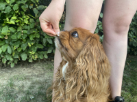 Psí triky a jak na ně – 12. díl