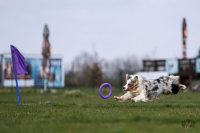 Pražským pohárem byla zahájena dogpullerová sezóna! 