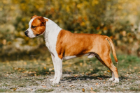 Teriér s duší pracanta – to je amstaff