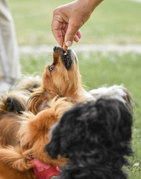 Abeceda zdravých potravin – vitamíny rozpustné v tucích a ve vodě – 7. díl