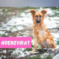 Den zvířat – napište smutným příběhům konec!