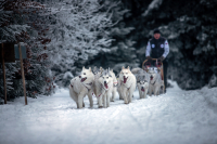 Sibiřský husky se narodil pro mushing!