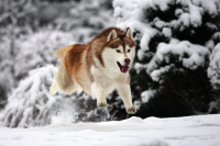 Sibiřský husky prostě nemůže neokouzlit!