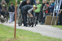Bull sporty s Lucy – úvod