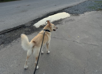 Svou fenku bych doma prostě nenechala!