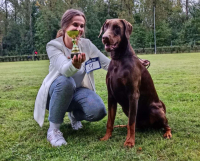 Dobrman v kruhu zaujme diváka v postoji i v pohybu