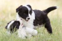 Chovatelská poradna – Termín odběru štěněte