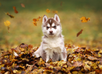 Sibiřský husky prostě nemůže neokouzlit!