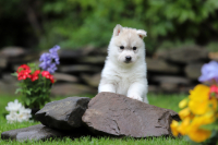 Sibiřský husky prostě nemůže neokouzlit!