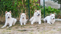 Kishu – pořádná porce energie a chuti do práce