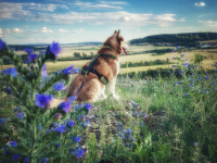 Sibiřský husky prostě nemůže neokouzlit!