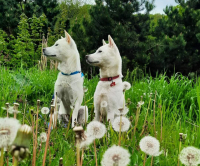 Japonec nakonec? To rozhodně u KISHU neplatí!