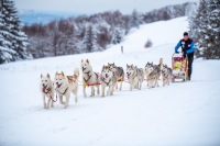 Sibiřský husky se narodil pro mushing!